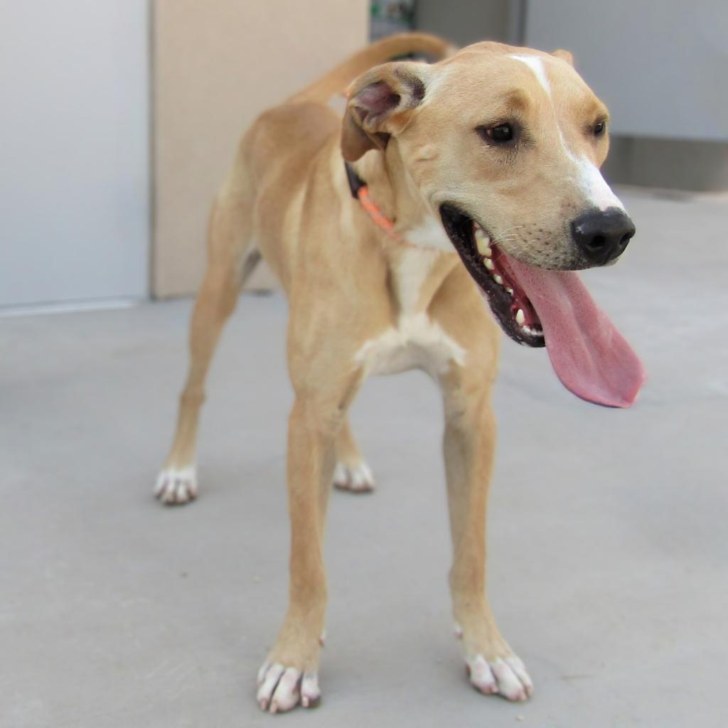 Bonnie, an adoptable Mixed Breed in Las Cruces, NM, 88012 | Photo Image 3