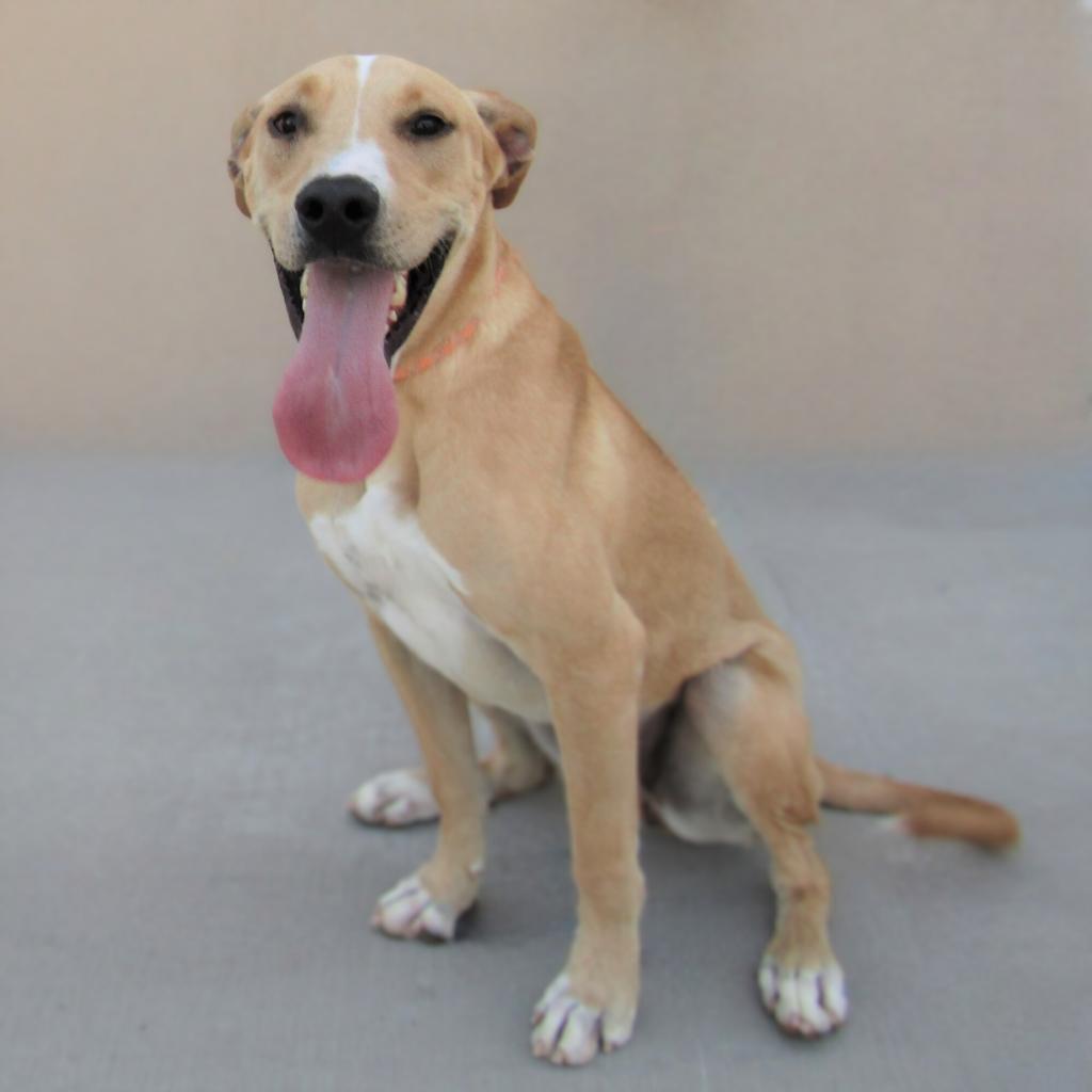 Bonnie, an adoptable Mixed Breed in Las Cruces, NM, 88012 | Photo Image 4