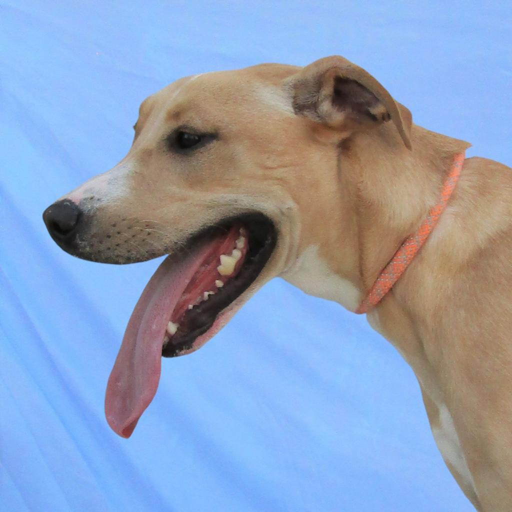 Bonnie, an adoptable Mixed Breed in Las Cruces, NM, 88012 | Photo Image 5