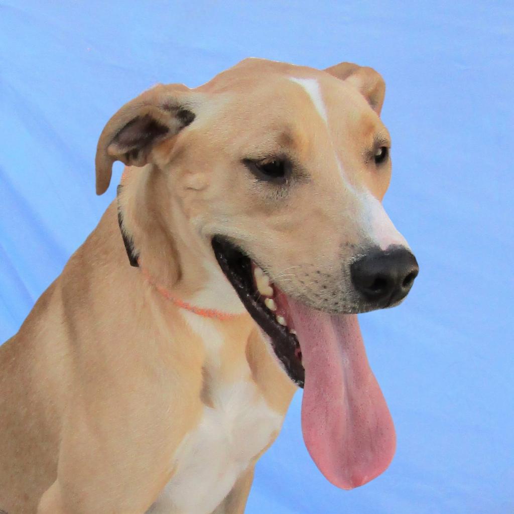 Bonnie, an adoptable Mixed Breed in Las Cruces, NM, 88012 | Photo Image 6