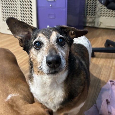 Gatling, an adoptable Dachshund, Jack Russell Terrier in Grand Junction, CO, 81505 | Photo Image 1