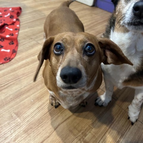 Barretta, an adoptable Dachshund in Grand Junction, CO, 81505 | Photo Image 1