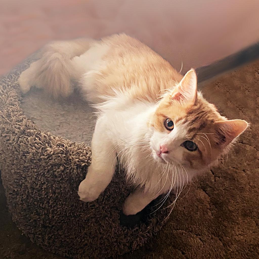 El Dorado, an adoptable Domestic Long Hair in Wichita, KS, 67208 | Photo Image 2