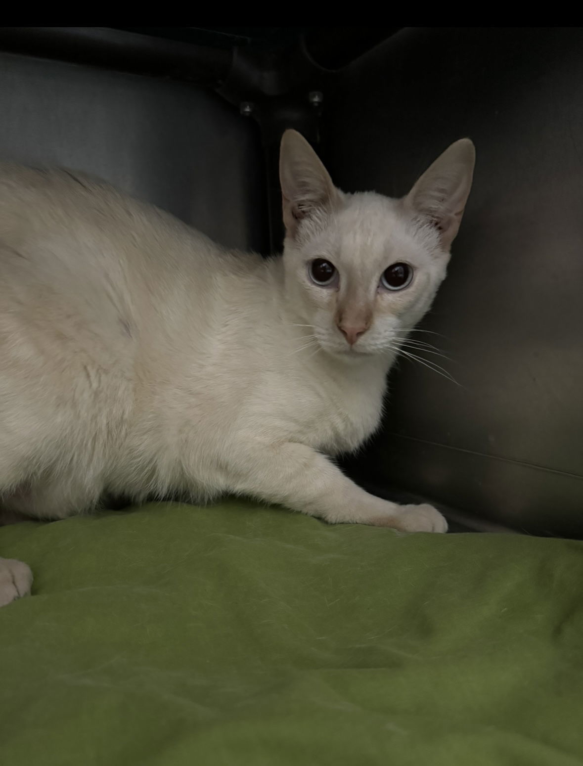 Barrel, an adoptable Siamese in El Centro, CA, 92243 | Photo Image 1