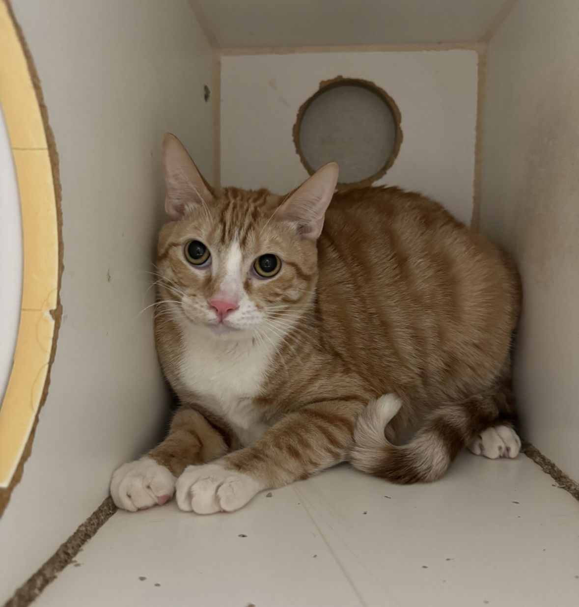 Torence, an adoptable Domestic Short Hair in El Centro, CA, 92243 | Photo Image 1