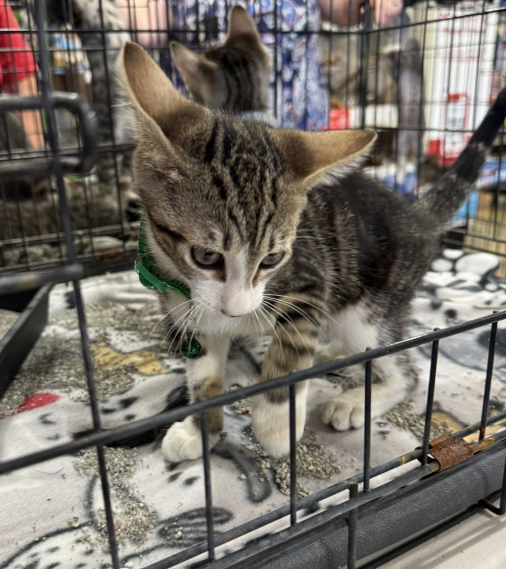 Howard, an adoptable Domestic Short Hair in El Centro, CA, 92243 | Photo Image 1