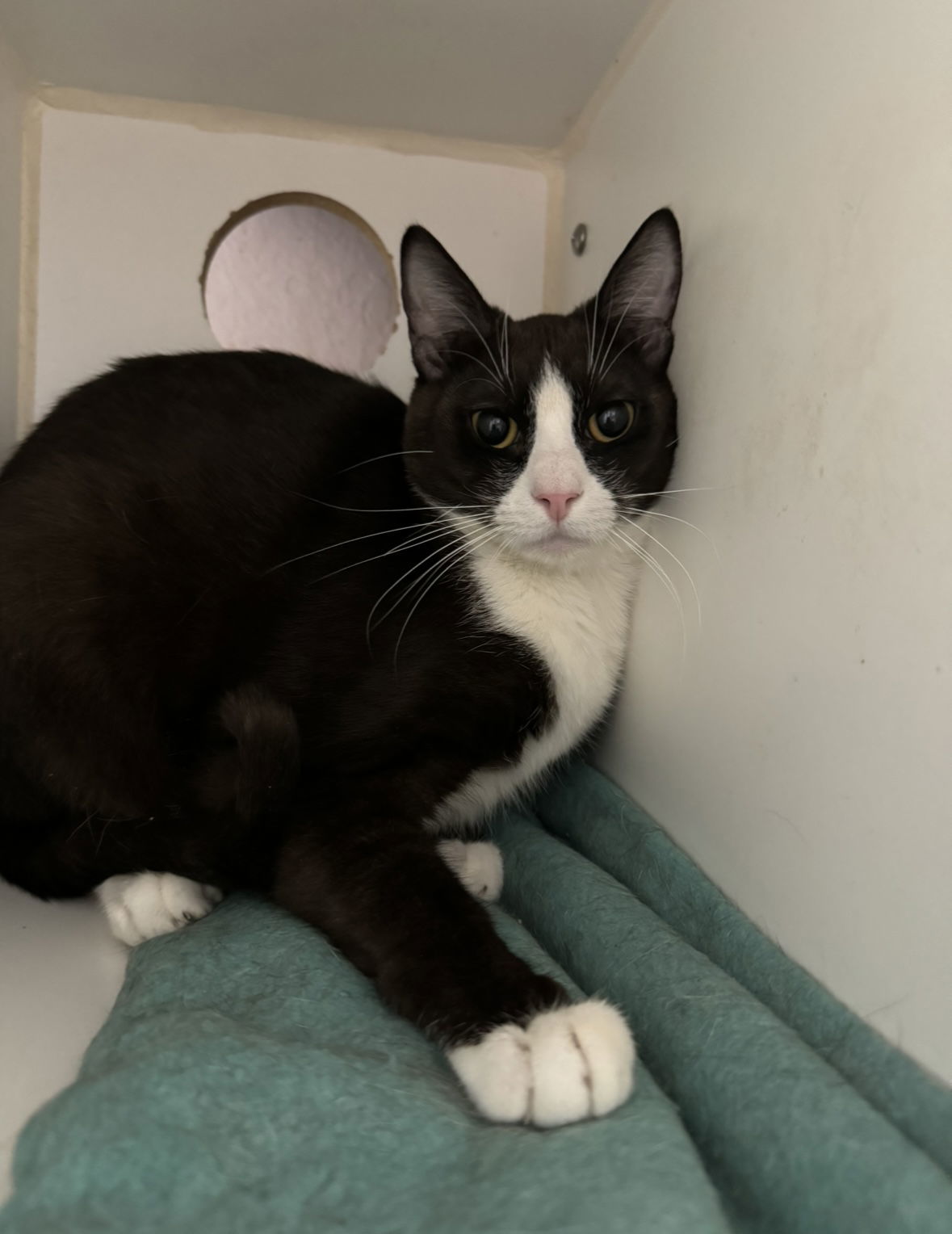 Lock, an adoptable Domestic Short Hair in El Centro, CA, 92243 | Photo Image 1