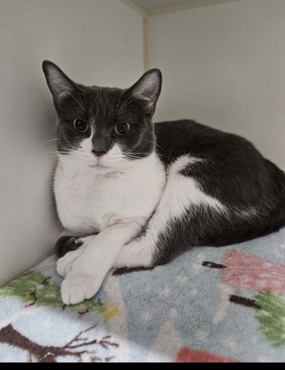 Frenchie, an adoptable Domestic Short Hair in El Centro, CA, 92243 | Photo Image 1