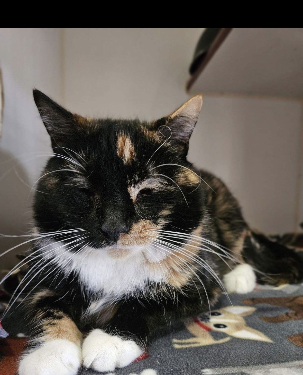 Darla, an adoptable Calico in El Centro, CA, 92243 | Photo Image 1