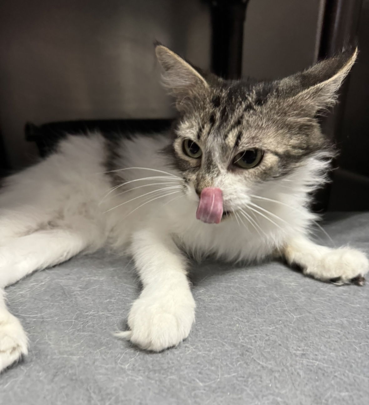 Josie, an adoptable Domestic Long Hair in El Centro, CA, 92243 | Photo Image 1