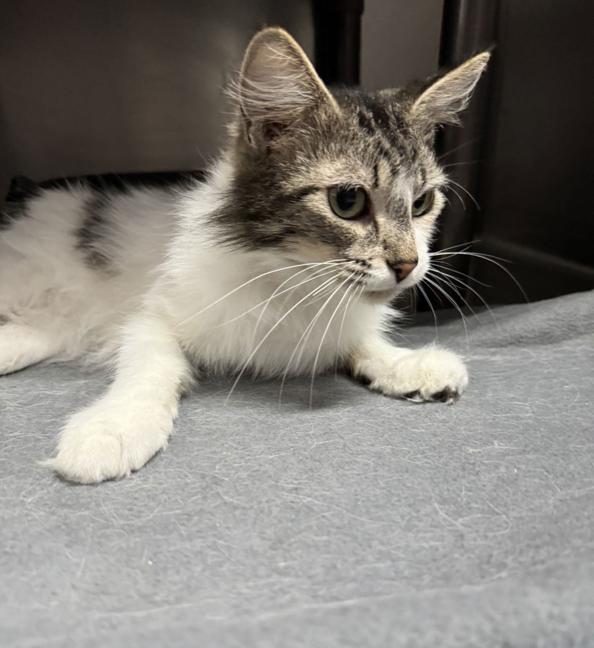 Josie, an adoptable Domestic Long Hair in El Centro, CA, 92243 | Photo Image 2