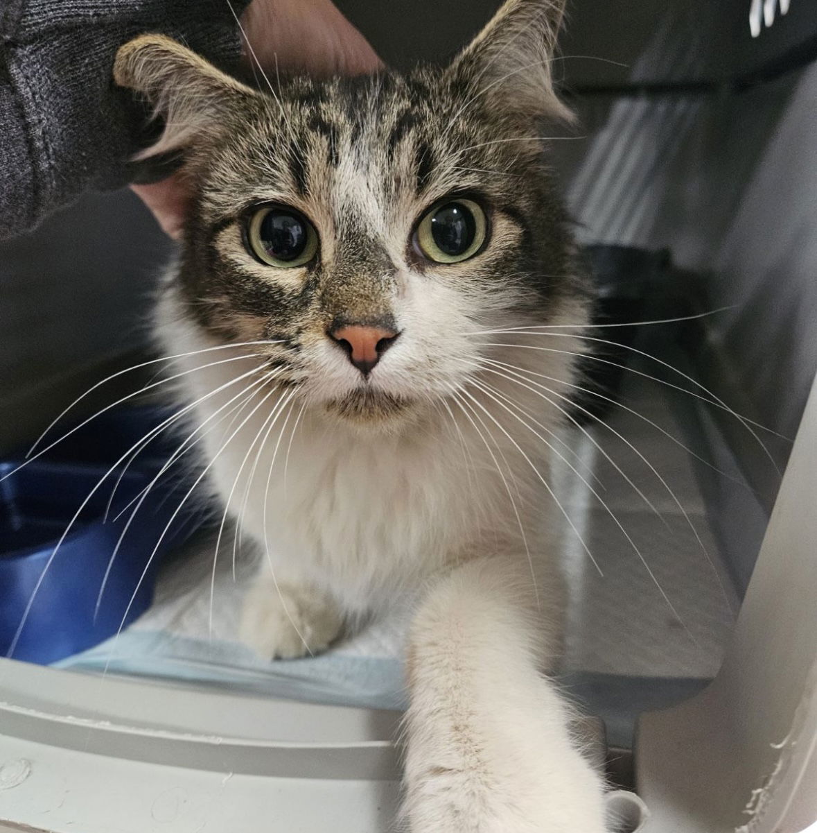 Josie, an adoptable Domestic Long Hair in El Centro, CA, 92243 | Photo Image 3