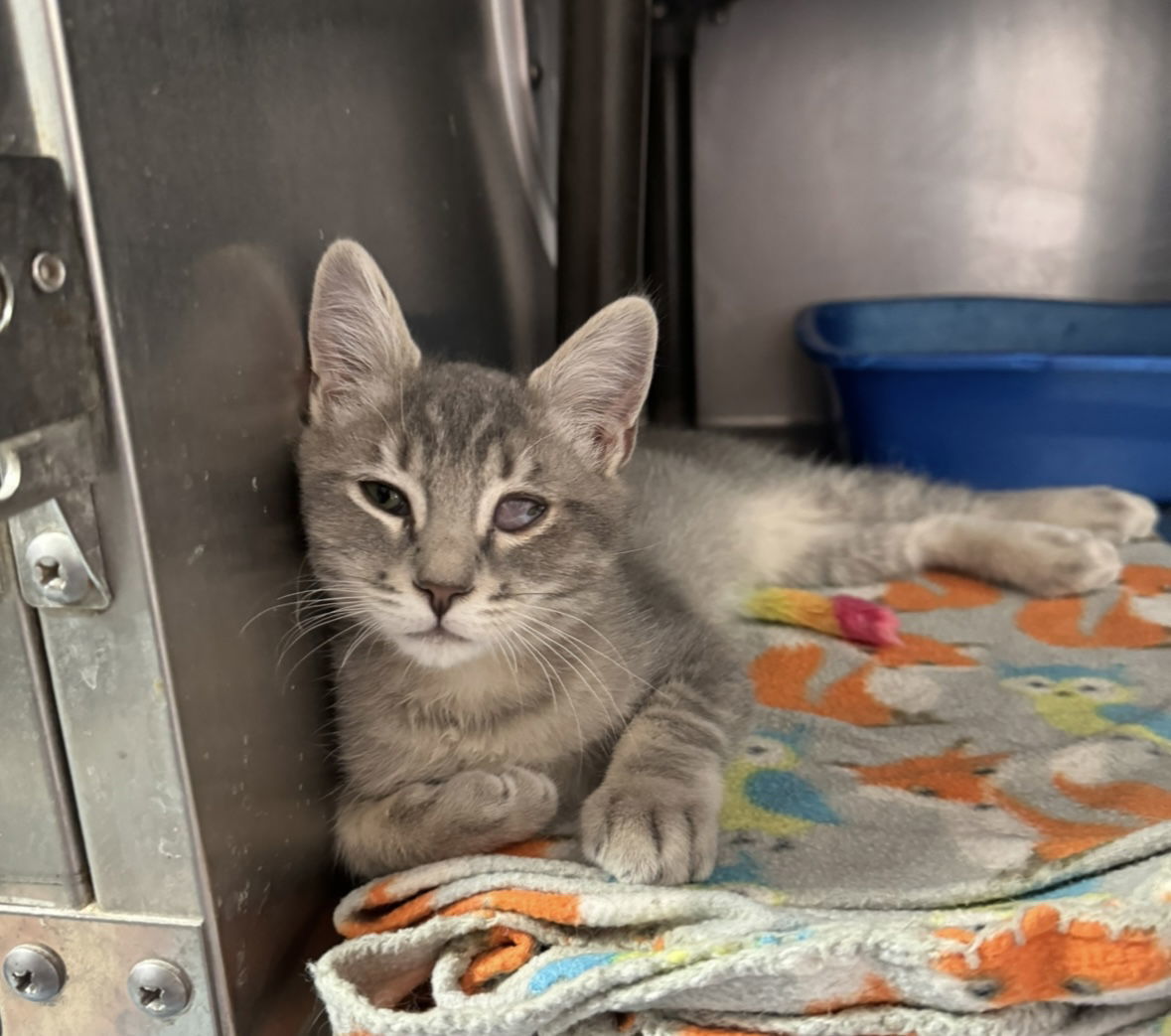 Baby Jerry, an adoptable Domestic Short Hair in El Centro, CA, 92243 | Photo Image 1