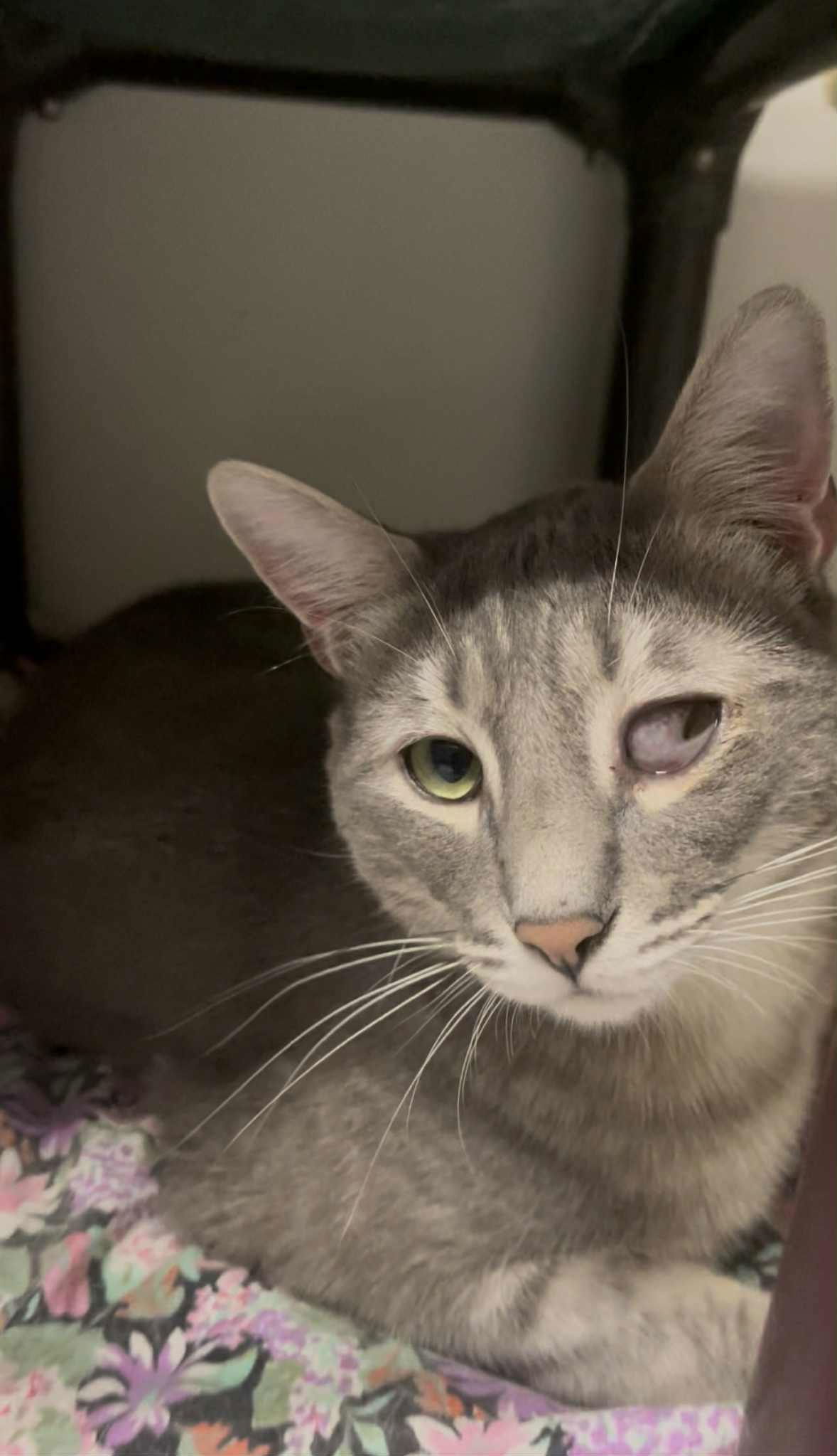 Baby Jerry, an adoptable Domestic Short Hair in El Centro, CA, 92243 | Photo Image 1