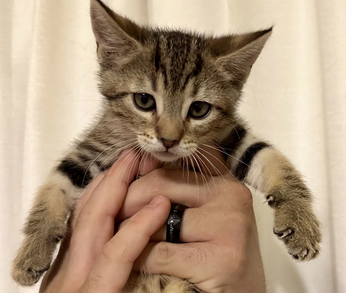 Pegasus, an adoptable Domestic Short Hair in El Centro, CA, 92243 | Photo Image 1