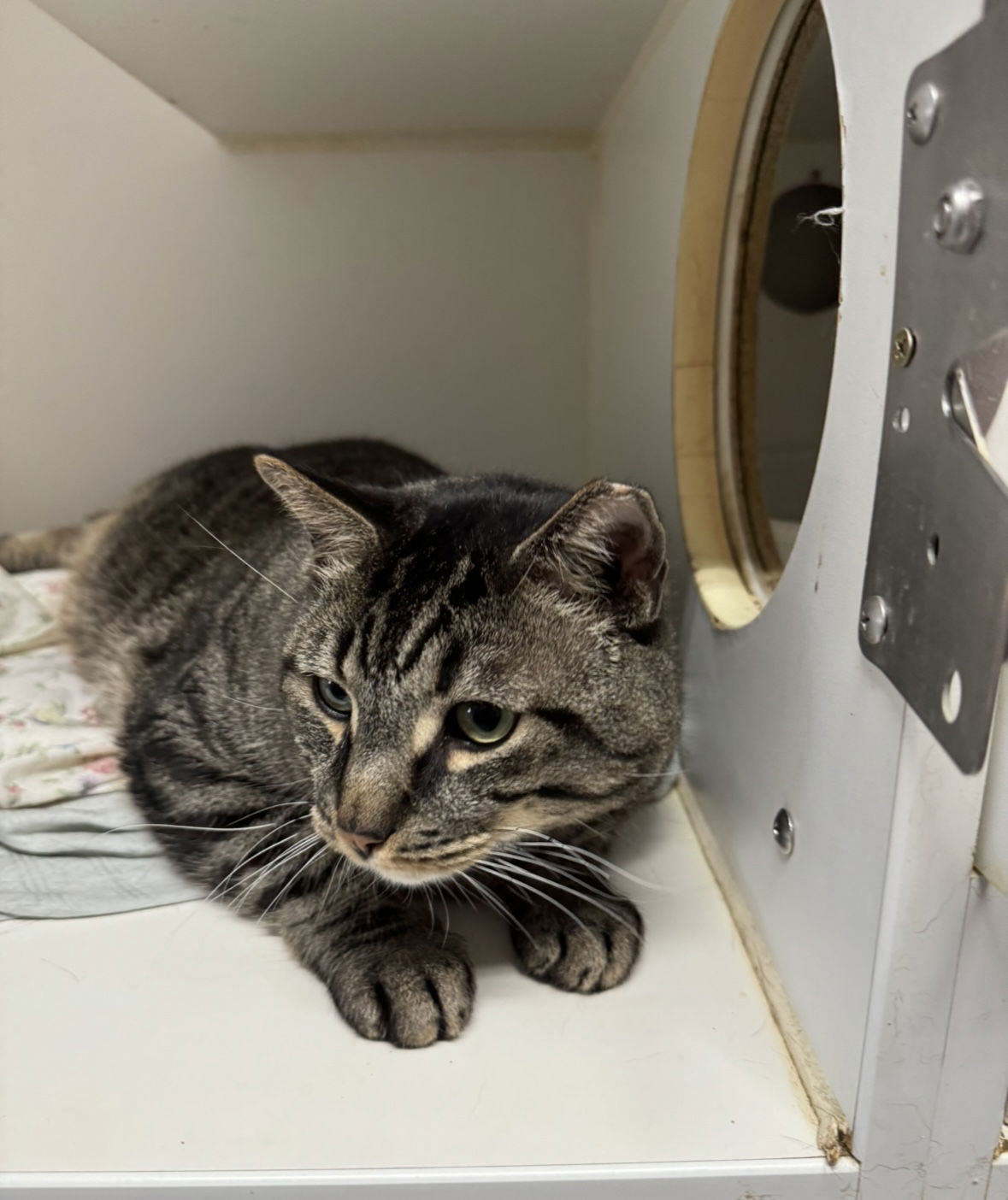 Shere Khan, an adoptable Domestic Short Hair in El Centro, CA, 92243 | Photo Image 1