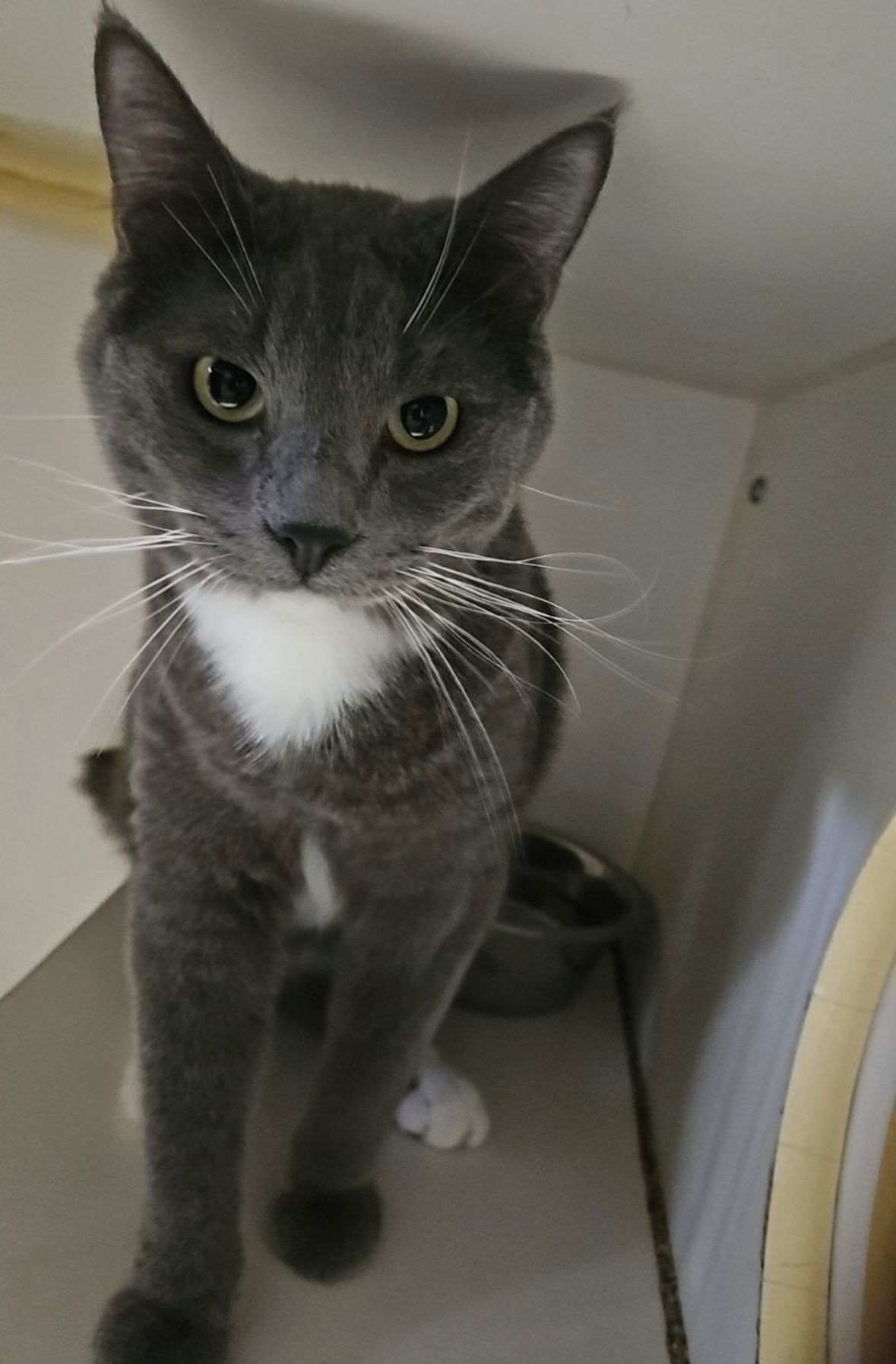 Masubi, an adoptable Domestic Short Hair in El Centro, CA, 92243 | Photo Image 1