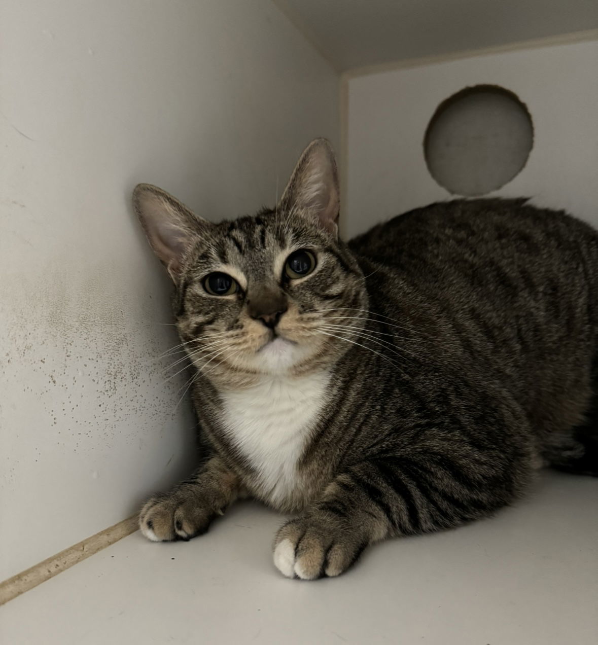 Jolene, an adoptable Domestic Short Hair in El Centro, CA, 92243 | Photo Image 1