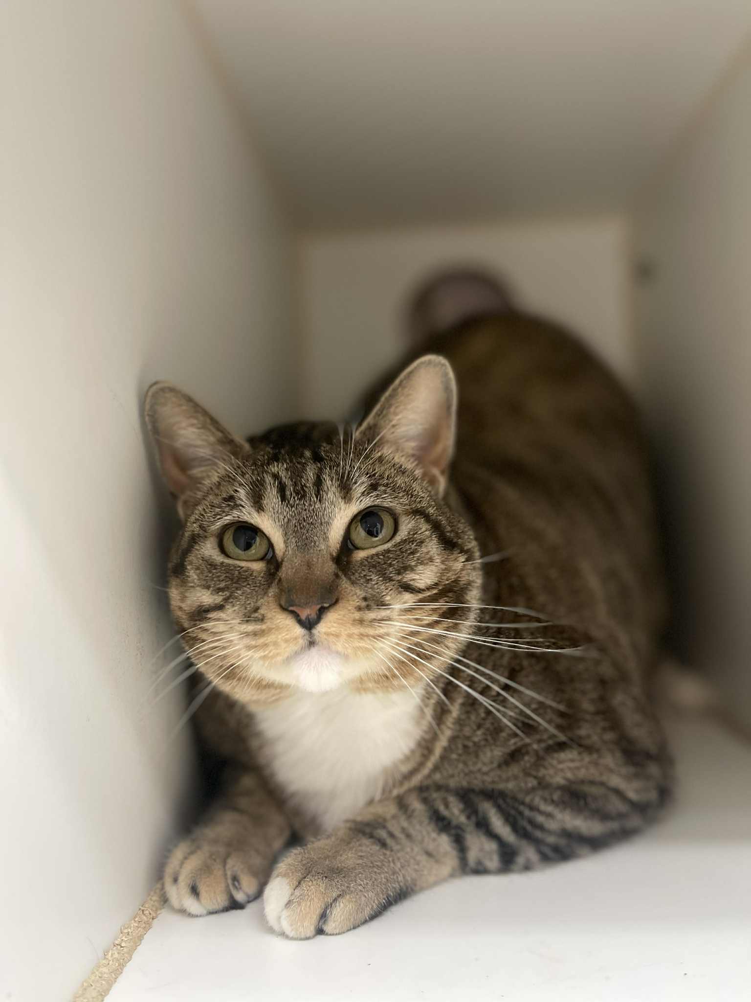 Jolene, an adoptable Domestic Short Hair in El Centro, CA, 92243 | Photo Image 1