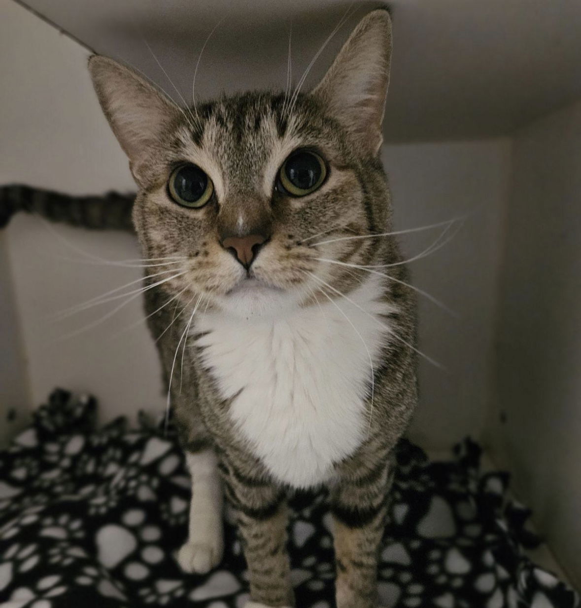 Hutch, an adoptable Domestic Short Hair in El Centro, CA, 92243 | Photo Image 1