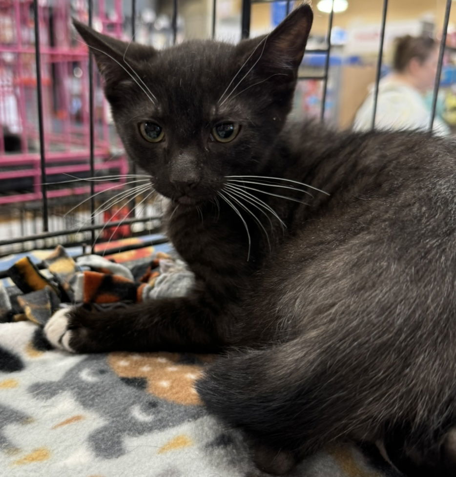 Vinny, an adoptable Domestic Short Hair in El Centro, CA, 92243 | Photo Image 1