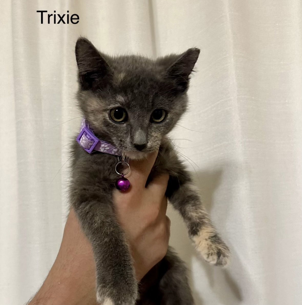 Trixie, an adoptable Domestic Short Hair in El Centro, CA, 92243 | Photo Image 1