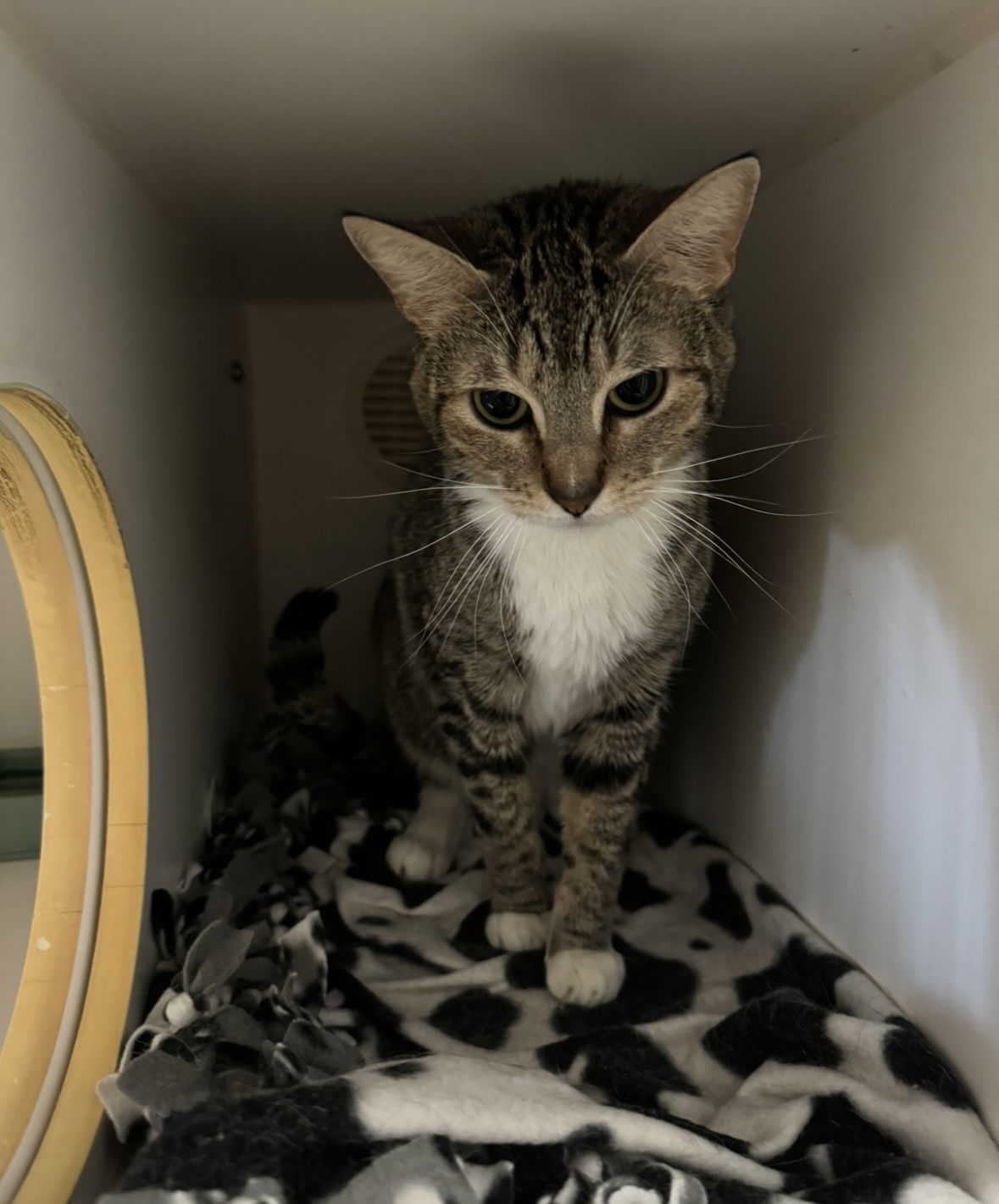 Betty, an adoptable Domestic Short Hair in El Centro, CA, 92243 | Photo Image 1