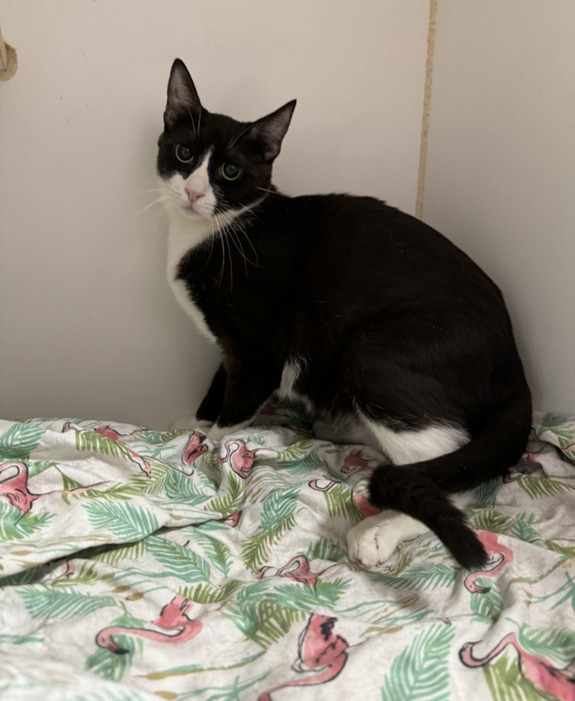 Shock, an adoptable Domestic Short Hair in El Centro, CA, 92243 | Photo Image 1