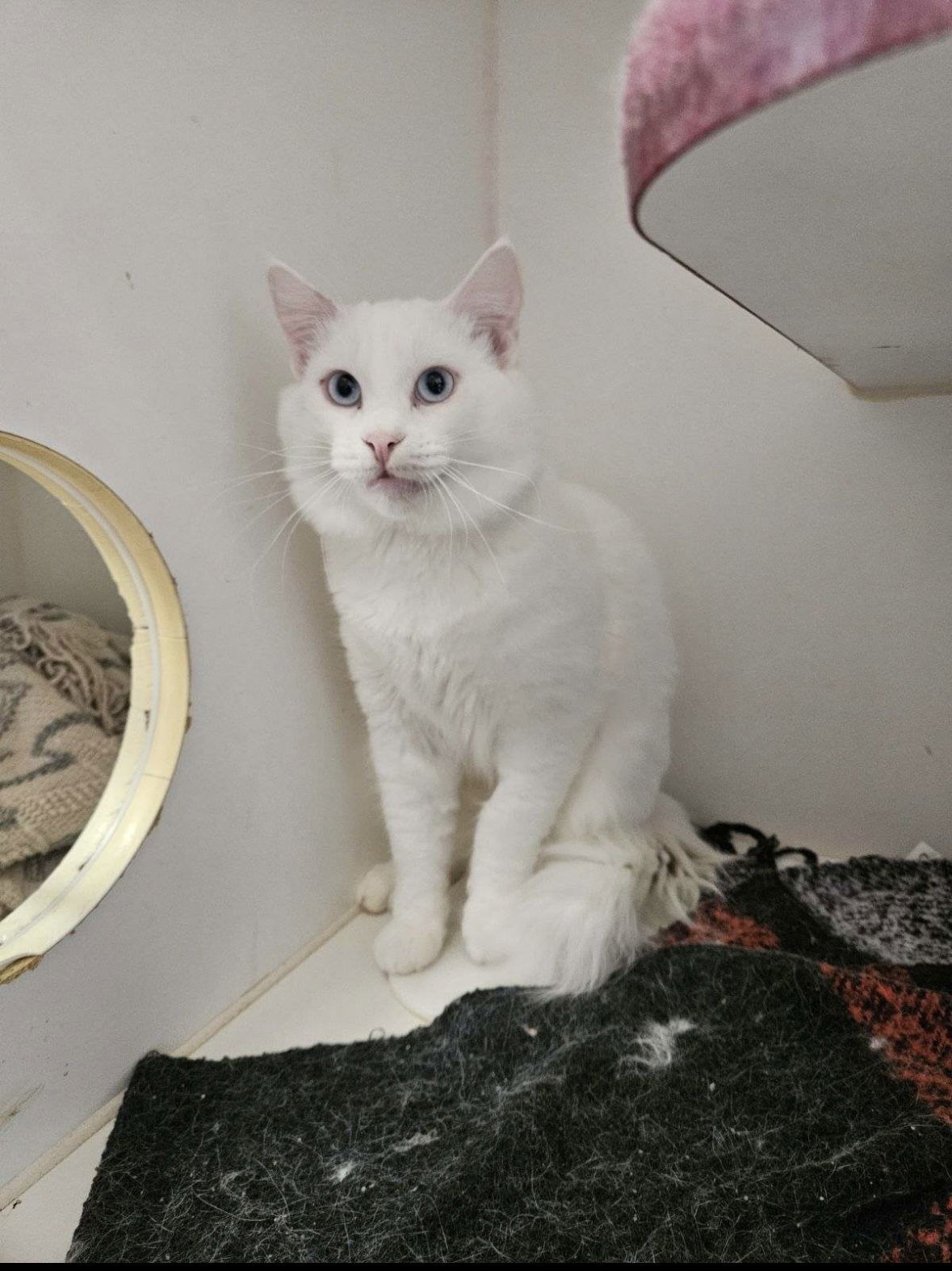 Orion, an adoptable Domestic Medium Hair in El Centro, CA, 92243 | Photo Image 1