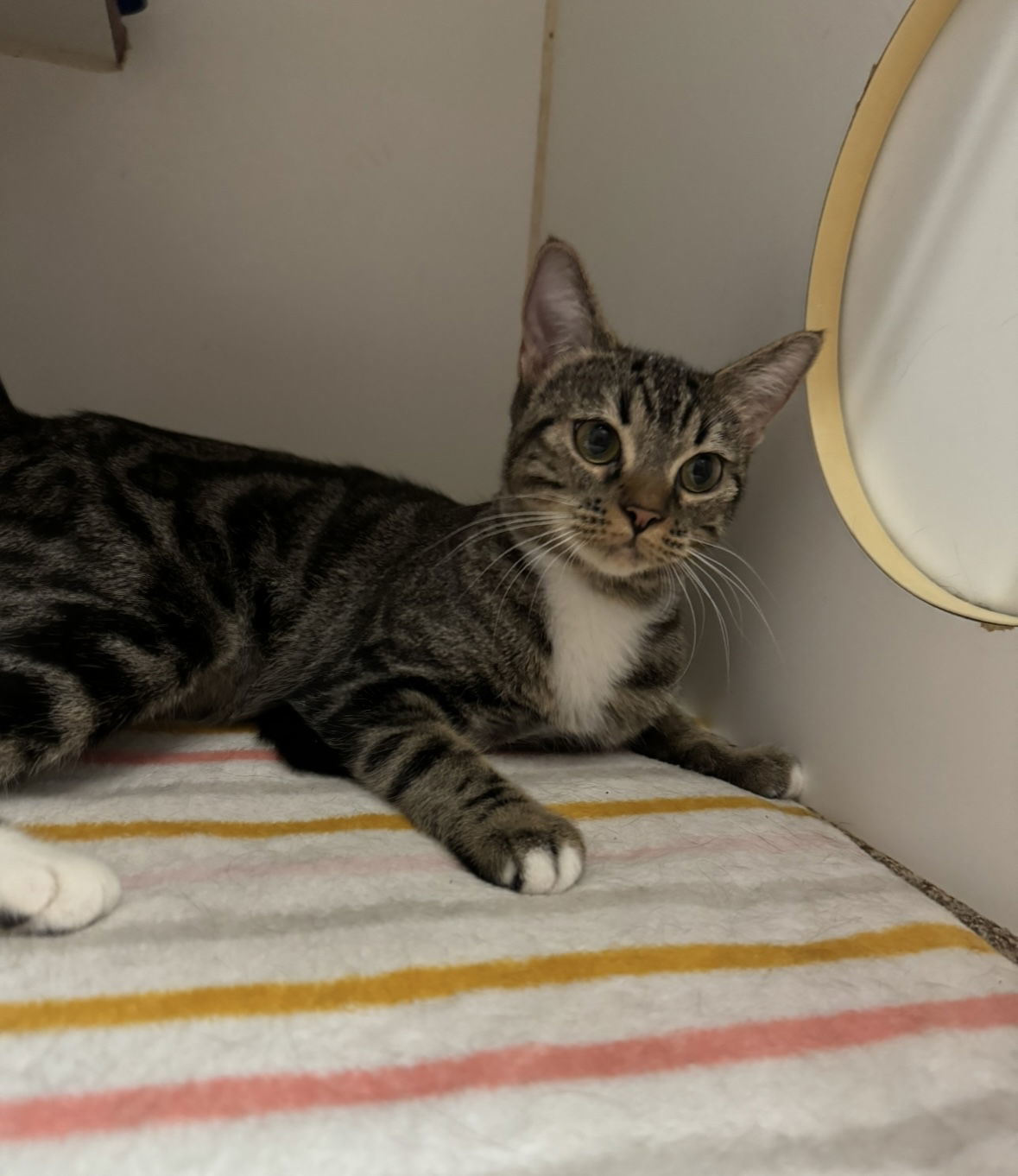 Elvira, an adoptable Domestic Short Hair in El Centro, CA, 92243 | Photo Image 1