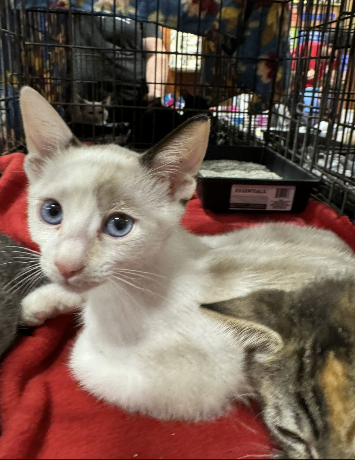 Sofie, an adoptable Siamese in El Centro, CA, 92243 | Photo Image 1