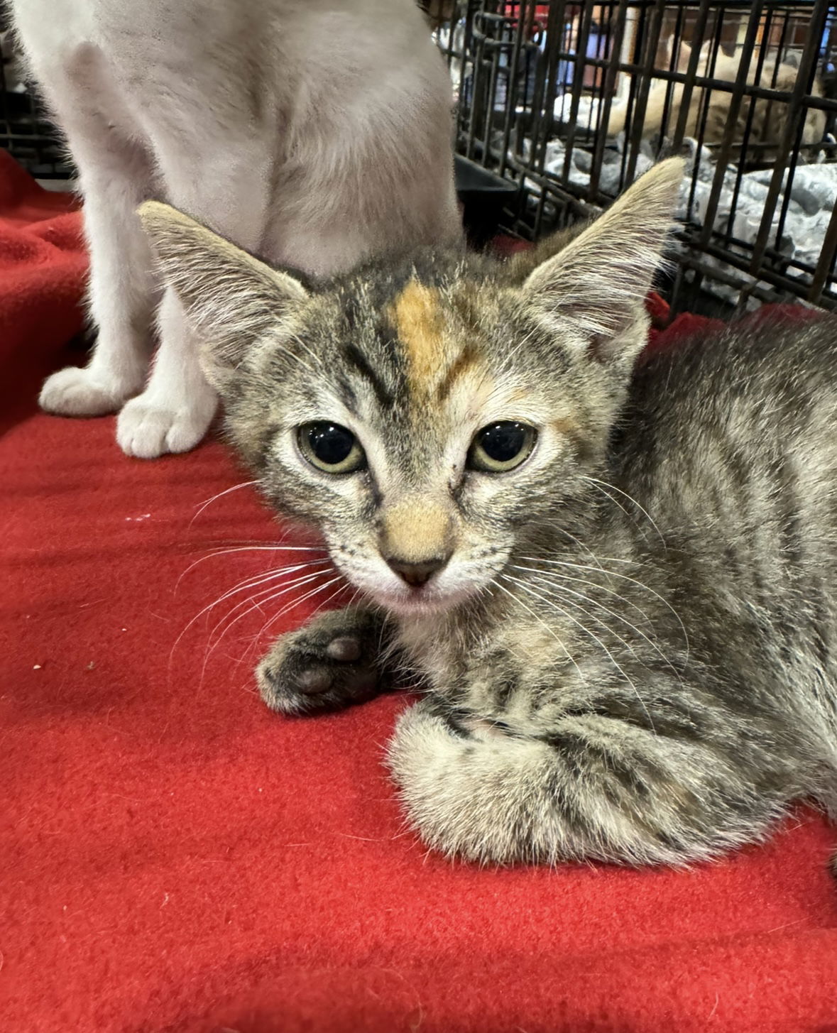 Autumn, an adoptable Domestic Short Hair in El Centro, CA, 92243 | Photo Image 1