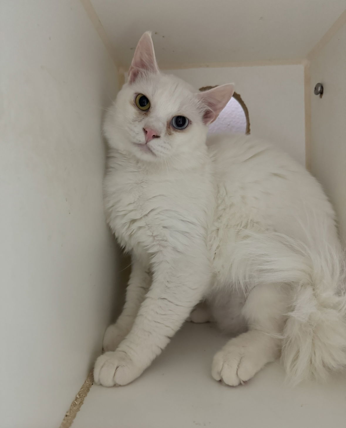 Julius, an adoptable Domestic Medium Hair in El Centro, CA, 92243 | Photo Image 1