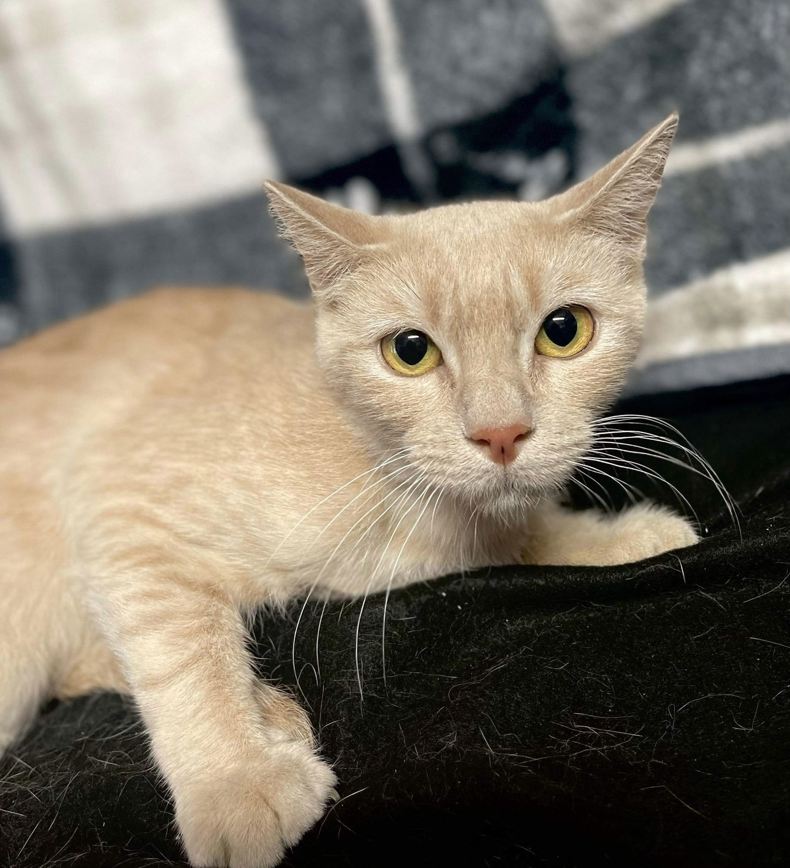 Macaroon, an adoptable Domestic Short Hair in El Centro, CA, 92243 | Photo Image 1