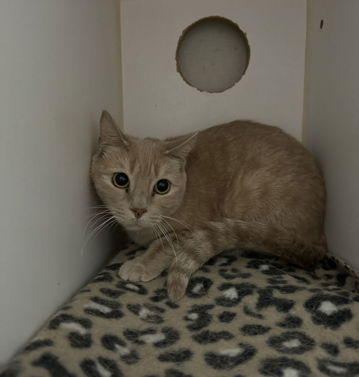 Macaroon, an adoptable Domestic Short Hair in El Centro, CA, 92243 | Photo Image 2