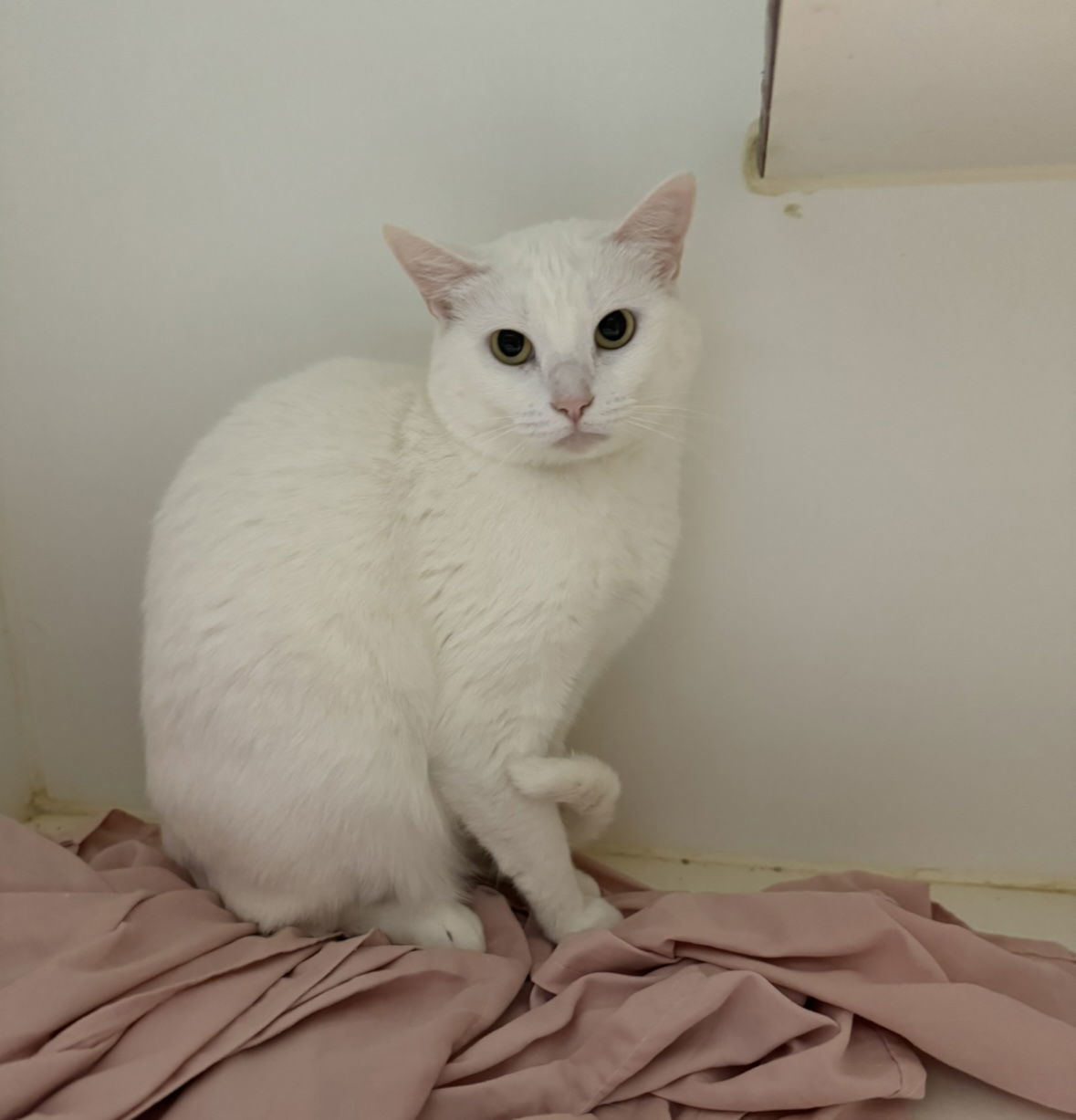 Napkin, an adoptable Domestic Short Hair in El Centro, CA, 92243 | Photo Image 1