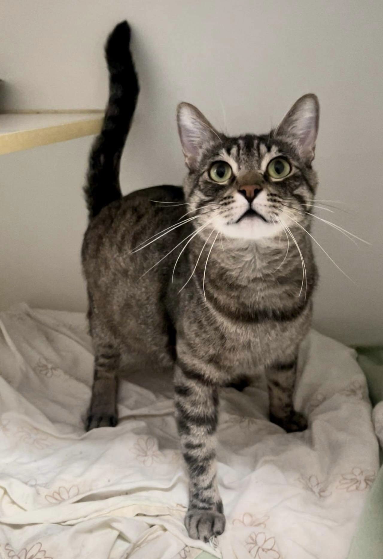 Bubba, an adoptable Domestic Short Hair in El Centro, CA, 92243 | Photo Image 1