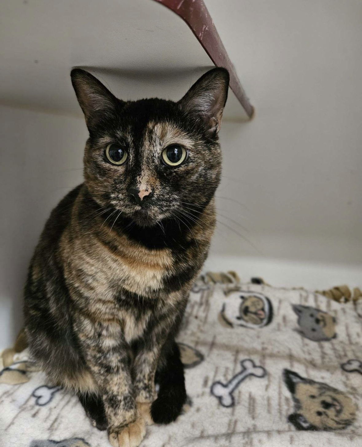 Francine, an adoptable Domestic Short Hair in El Centro, CA, 92243 | Photo Image 1