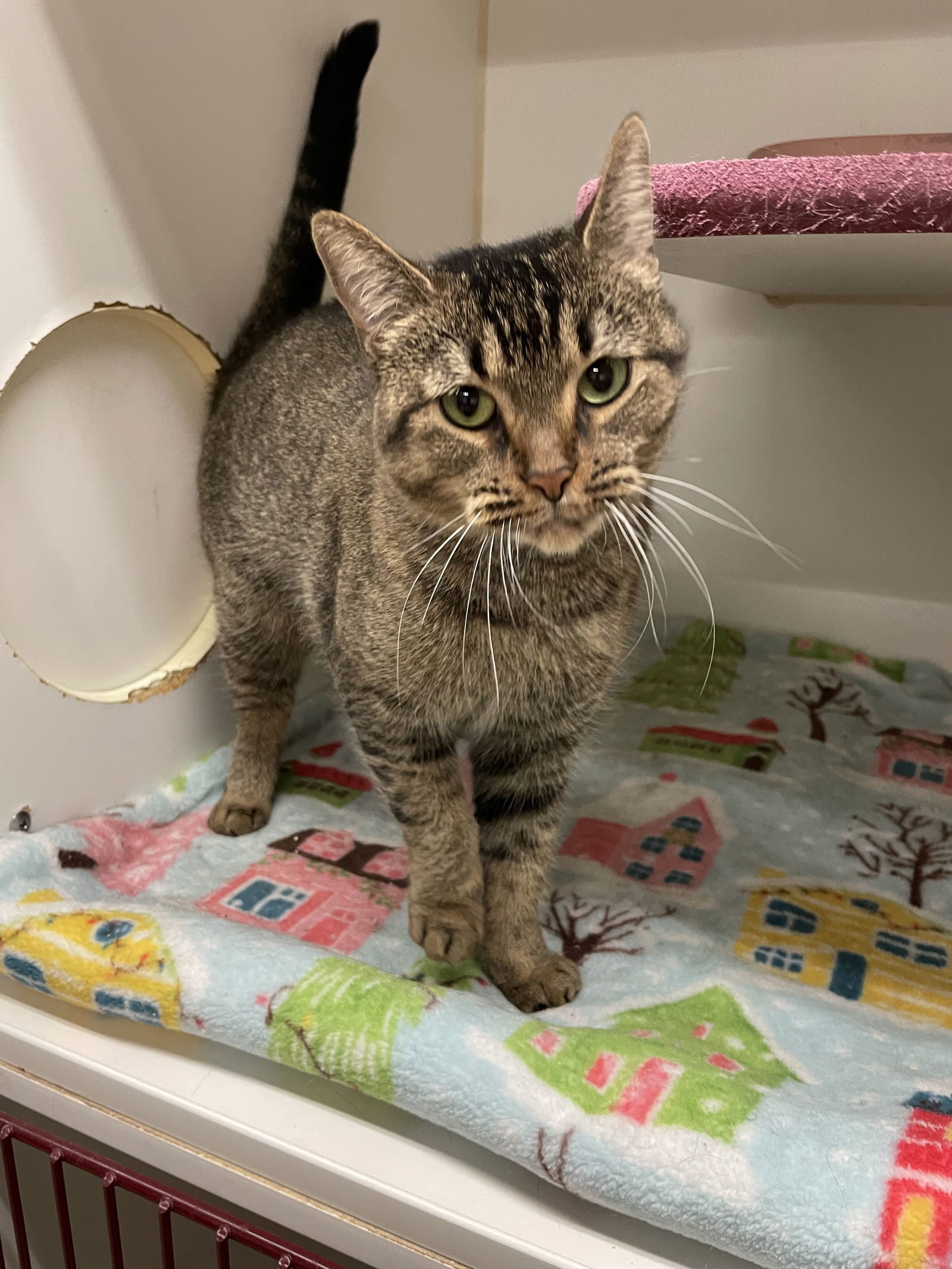 Vida, an adoptable Abyssinian, American Wirehair in El Centro, CA, 92243 | Photo Image 1