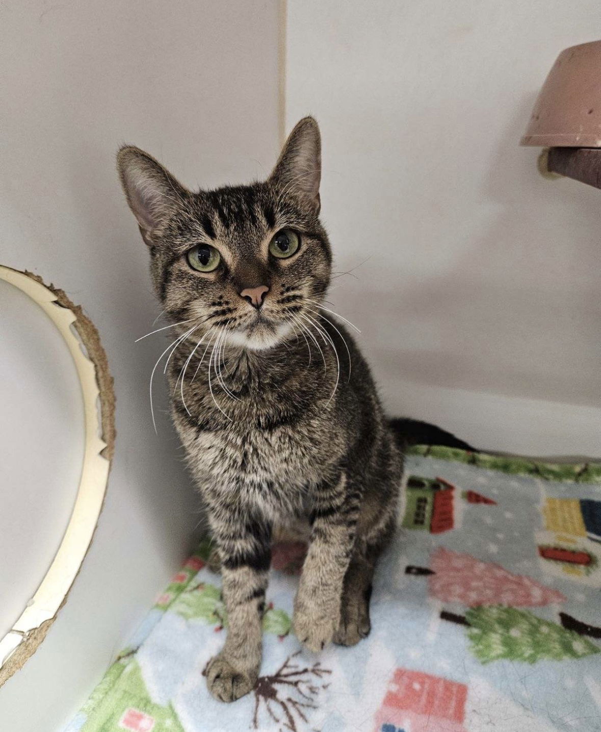 Vida, an adoptable Abyssinian, American Wirehair in El Centro, CA, 92243 | Photo Image 2