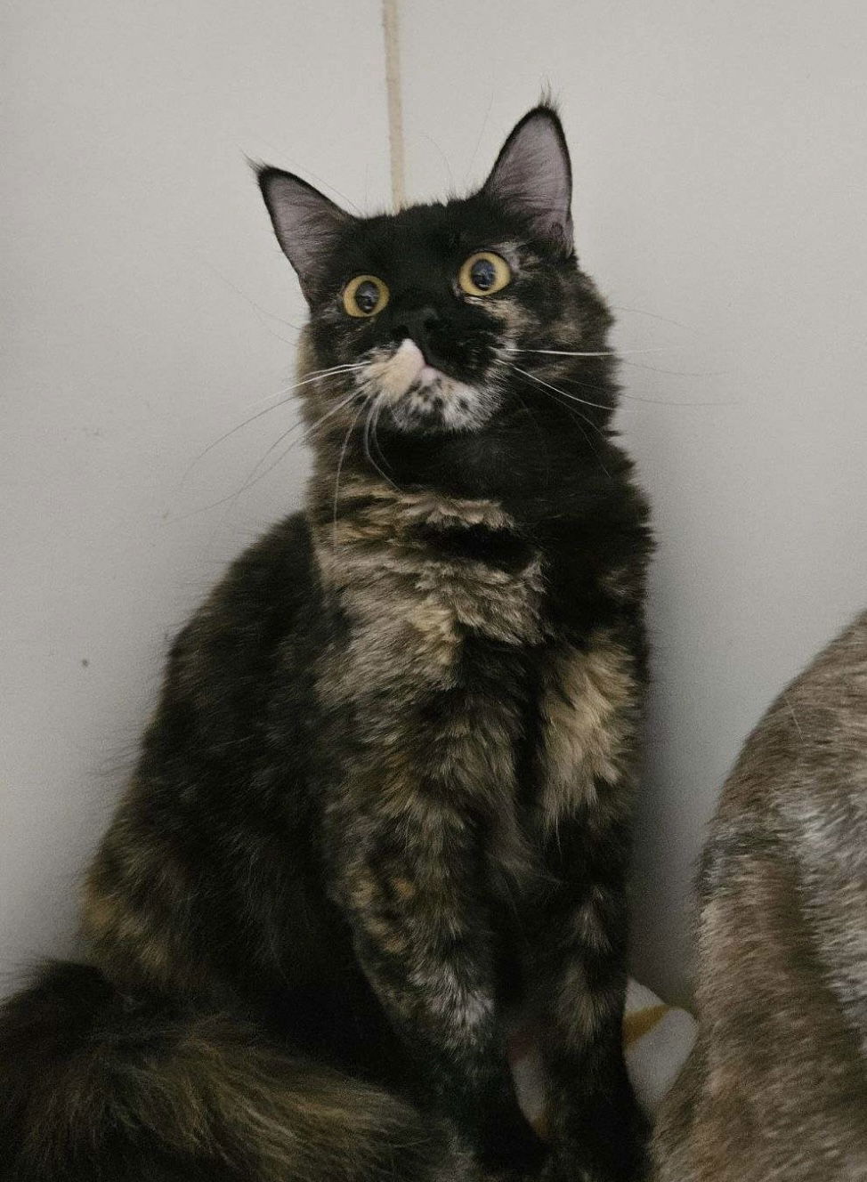 Mona, an adoptable Domestic Medium Hair in El Centro, CA, 92243 | Photo Image 1