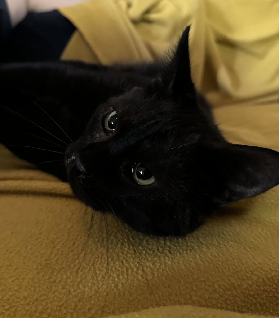 Frog, an adoptable Domestic Long Hair in El Centro, CA, 92243 | Photo Image 1