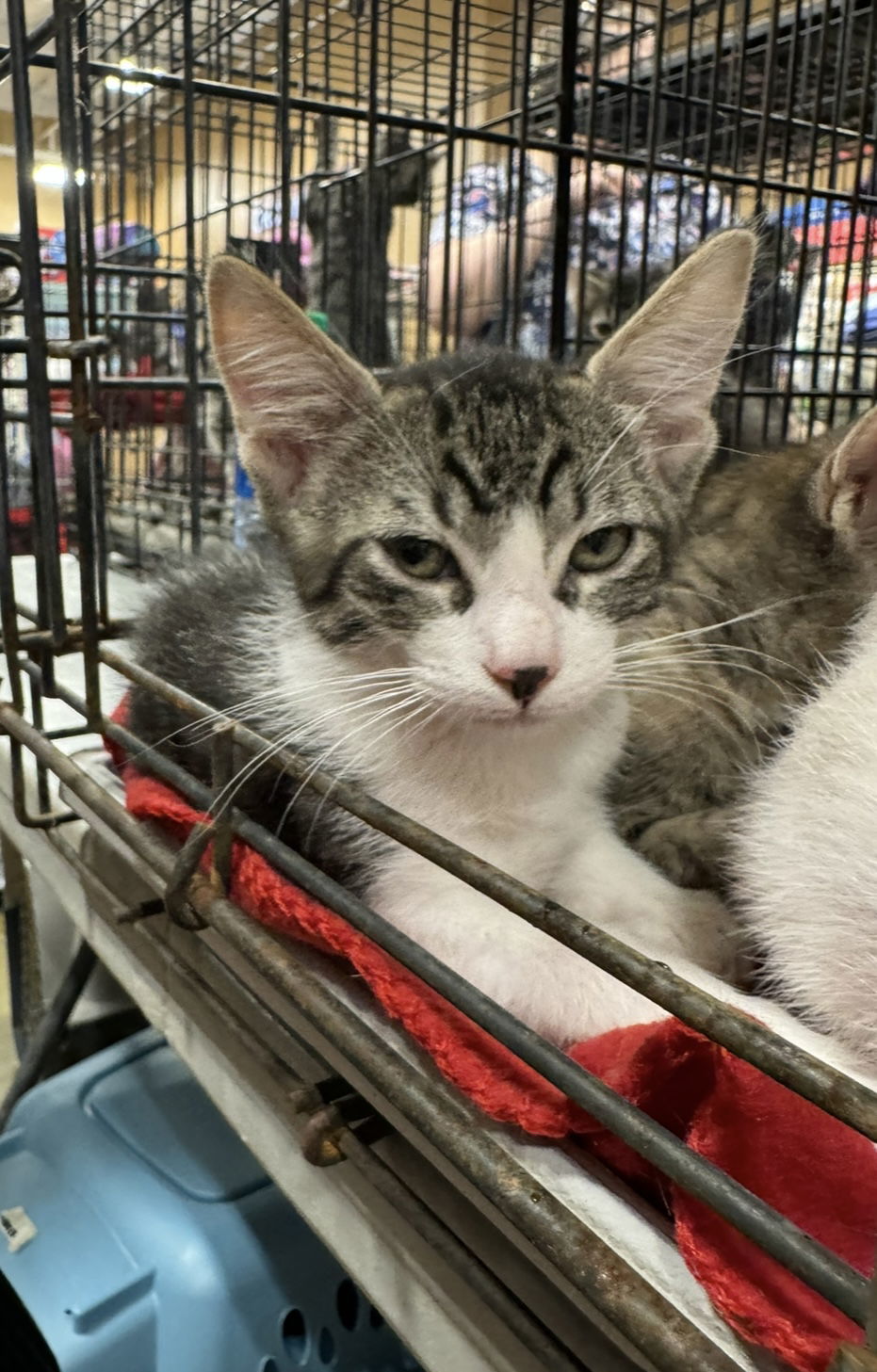 Oreo, an adoptable Domestic Short Hair in El Centro, CA, 92243 | Photo Image 1