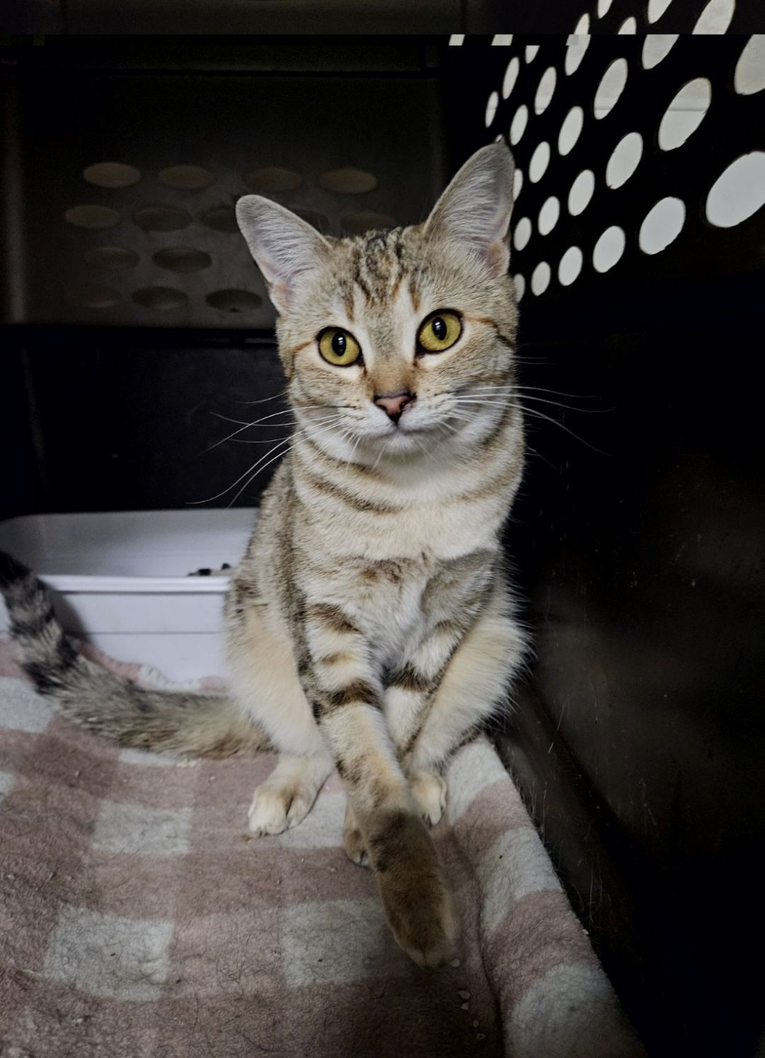 Banshee, an adoptable Domestic Short Hair in El Centro, CA, 92243 | Photo Image 1