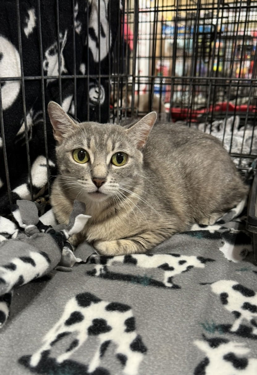 Angela, an adoptable Domestic Short Hair in El Centro, CA, 92243 | Photo Image 1