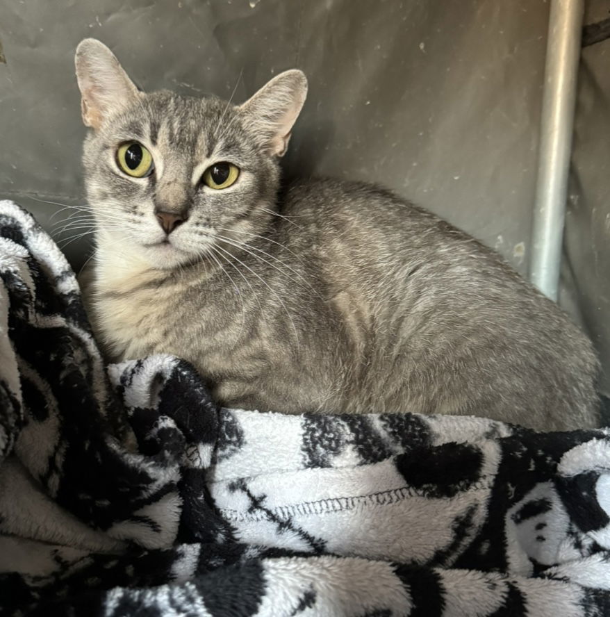 Angela, an adoptable Domestic Short Hair in El Centro, CA, 92243 | Photo Image 2