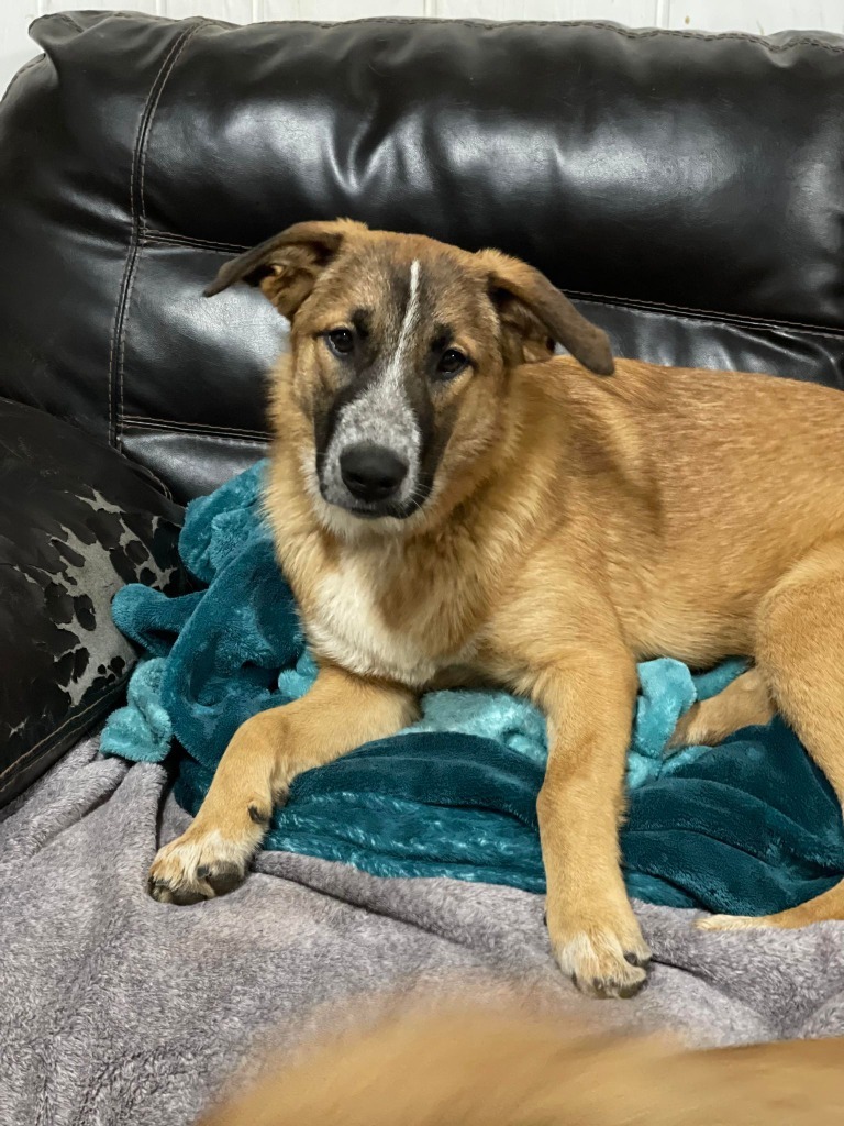 Moxie, an adoptable Maremma Sheepdog, Shepherd in Richfield, WI, 53076 | Photo Image 3