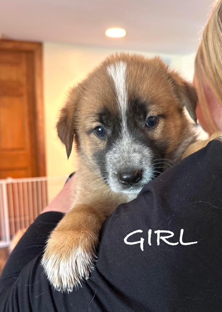 Moxie, an adoptable Maremma Sheepdog, Shepherd in Richfield, WI, 53076 | Photo Image 4