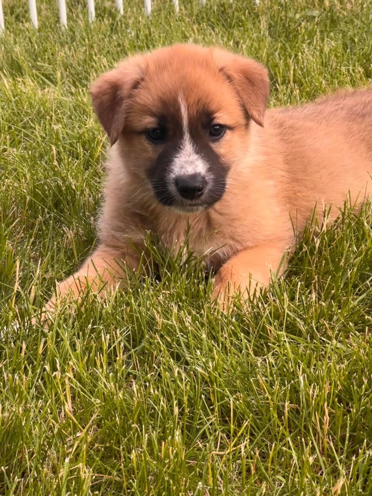 Moxie, an adoptable Maremma Sheepdog, Shepherd in Richfield, WI, 53076 | Photo Image 5
