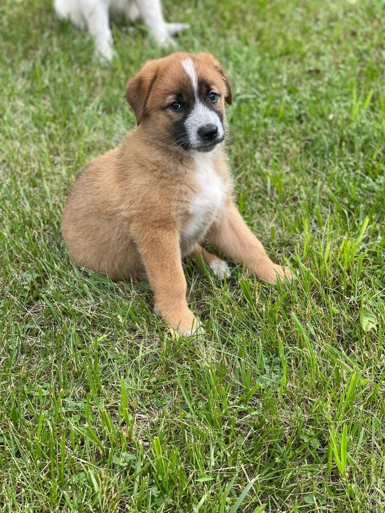 Moxie, an adoptable Maremma Sheepdog, Shepherd in Richfield, WI, 53076 | Photo Image 6